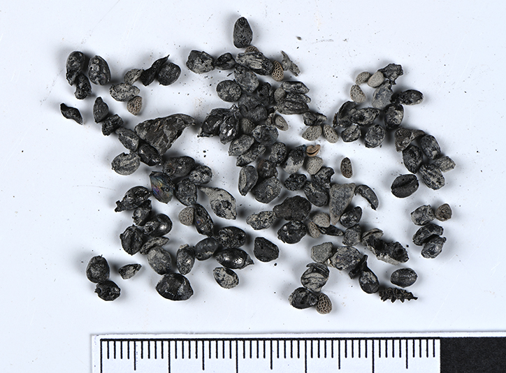 Verkohlte Getreidereste und Samen von Sammelpflanzen aus der jungsteinzeitlichen Schicht des Bohrkerns. ©Kantonsarchäologie Luzern